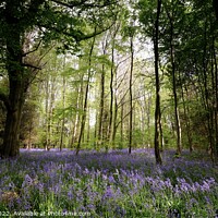 Buy canvas prints of Bluebells in the Wood by Jules Taylor