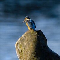 Buy canvas prints of Kingfisher by Jules Taylor