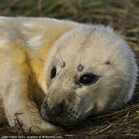 Buy canvas prints of Grey Seal Pup by Jules Taylor