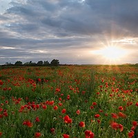 Buy canvas prints of Poppies at Sunset by Jules Taylor