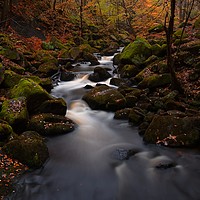 Buy canvas prints of Fallen leaves in Padley Gorge by Jules Taylor