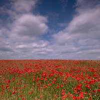 Buy canvas prints of Field of Bloom by Jules Taylor