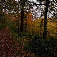 Buy canvas prints of Padle Gorge woodland by Jules Taylor