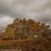 Buy canvas prints of Colours Of Autumn, Peak District by Jules Taylor