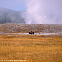 Buy canvas prints of Fighting to Survive, Yellowstone National Park by Jules Taylor