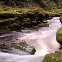 Buy canvas prints of The Strid, R.Wharfe by Jules Taylor