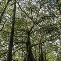 Buy canvas prints of Fig trees, Norfolk Island. by Paul W. Kerr