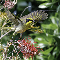 Buy canvas prints of Yellow Tufted Honeyeater by Paul W. Kerr