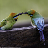 Buy canvas prints of Courting - Rainbow Bee Eaters by Paul W. Kerr