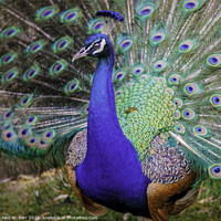 Buy canvas prints of Male Peacock in full bloom by Paul W. Kerr