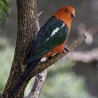 Buy canvas prints of King Parrot by Paul W. Kerr