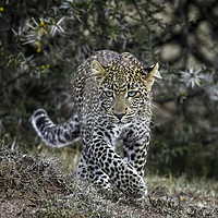 Buy canvas prints of Furaha on the prowl ... by Paul W. Kerr