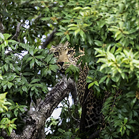 Buy canvas prints of Leopard in a tree by Paul W. Kerr