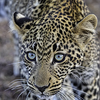 Buy canvas prints of Getting up close ... a leopard takes a look by Paul W. Kerr