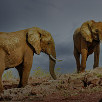 Buy canvas prints of Elephants on the shores of Lake Kariba, Zimbabwe by Paul W. Kerr