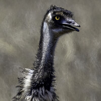 Buy canvas prints of Old man emu ... by Paul W. Kerr