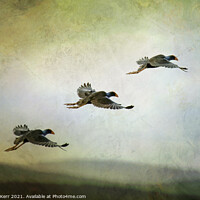 Buy canvas prints of Trio of waterbirds take to the air ... by Paul W. Kerr