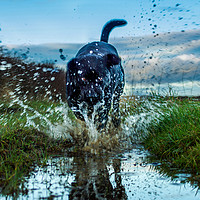 Buy canvas prints of Labradors and puddles by David Wilson