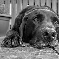 Buy canvas prints of The old Labrador resting by David Wilson