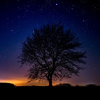 Buy canvas prints of The Night Tree by David Wilson