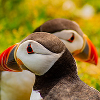 Buy canvas prints of Puffins by Andrew McConochie