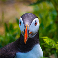 Buy canvas prints of Puffin Portrait by Andrew McConochie