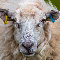 Buy canvas prints of What ewe looking at.....? by Andrew McConochie