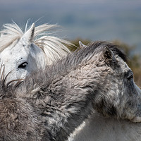 Buy canvas prints of Welsh mountain ponies by Andrew McConochie