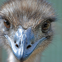 Buy canvas prints of Emu real close-up by Sylvain Beauregard