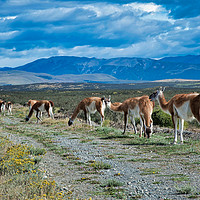 Buy canvas prints of Wild alpacas in Argentina country by Sylvain Beauregard