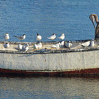 Buy canvas prints of Bird taking over fisherman's boat, panorama 3:1 by Sylvain Beauregard