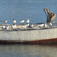 Buy canvas prints of Bird taking over fisherman's boat, panorama 4:1 by Sylvain Beauregard