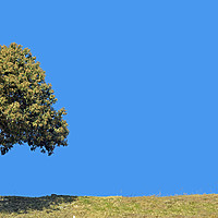 Buy canvas prints of Lonely tree, panorama, left side, 3:1 by Sylvain Beauregard