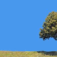 Buy canvas prints of Lonely tree, panorama, right side, 3:1 by Sylvain Beauregard