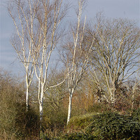 Buy canvas prints of Birch Trees by Iain McGillivray