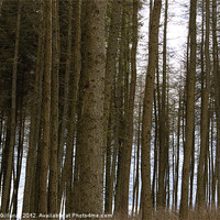 Buy canvas prints of Shaded Trees by Iain McGillivray