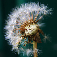 Buy canvas prints of             Blown dandelion by Stacey Bettson