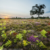 Buy canvas prints of Heather and ferns, New Forest National Park by Justin Foulkes