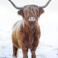 Buy canvas prints of Highland cow in snow, Glen Nevis, Scotland by Justin Foulkes