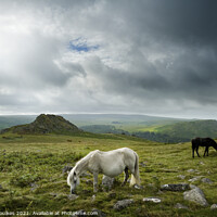 Buy canvas prints of Dartmoor Ponies, Devon by Justin Foulkes
