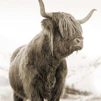 Buy canvas prints of Highland cow, Glen Nevis, Scotland by Justin Foulkes