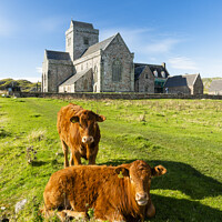 Buy canvas prints of Cows at the Abbey, Isle of Iona, Scotland by Justin Foulkes