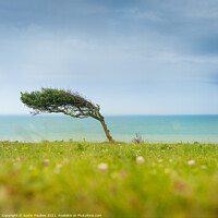 Buy canvas prints of Bent tree, South Downs National Park by Justin Foulkes