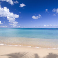 Buy canvas prints of Palm Tree Shadows, Hawksbill Beach, Antigua by Justin Foulkes