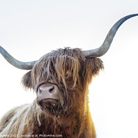 Buy canvas prints of Highland cow, Scotland by Justin Foulkes