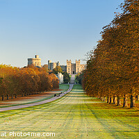 Buy canvas prints of Autumn Panorama of 'The Long Walk' at Windsor Castle, Berkshire by Justin Foulkes