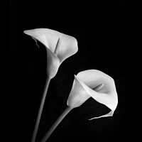 Buy canvas prints of Arum Lilies by Justin Foulkes