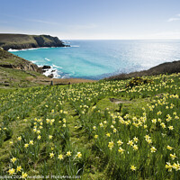 Buy canvas prints of Daffodils at Nanjizal, Land's End, Cornwall by Justin Foulkes