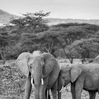 Buy canvas prints of Elephants in the Masai Mara, Kenya by Justin Foulkes