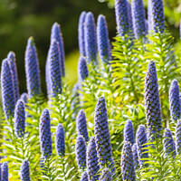Buy canvas prints of Echiums, Tresco Abbey Gardens, Isles of Scilly by Justin Foulkes